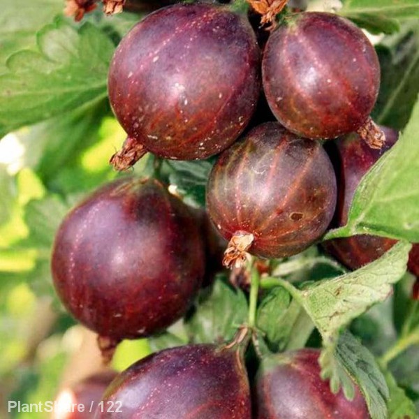 Awaiting product image