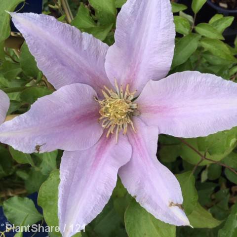 Awaiting product image