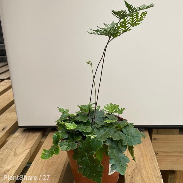 Awaiting product image