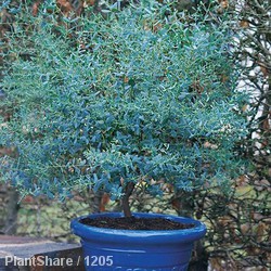 Eucalyptus Gunni France Bleu 3L