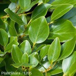 Griselinia Littoralis Green Horizon