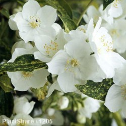 Philadelphus Innocence
