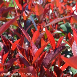 Photinia Fraseri Carre Rouge