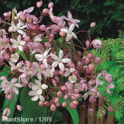 Clematis Armandii Mix