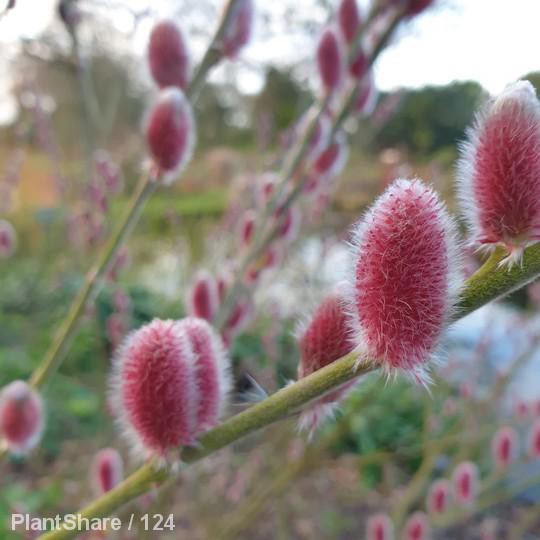 Awaiting product image