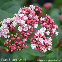 Viburnum Lisa Rose