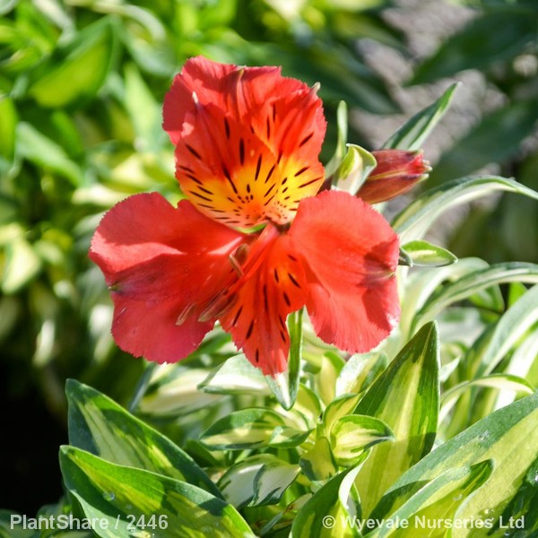 Awaiting product image