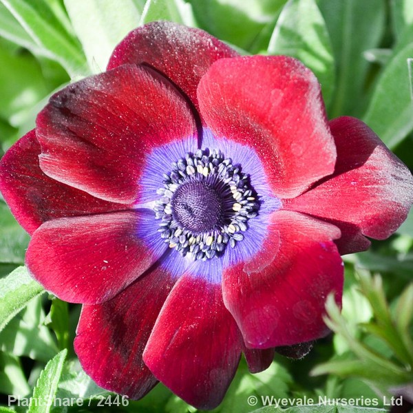 Awaiting product image