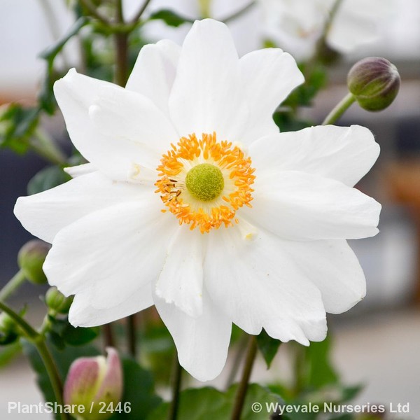 Awaiting product image