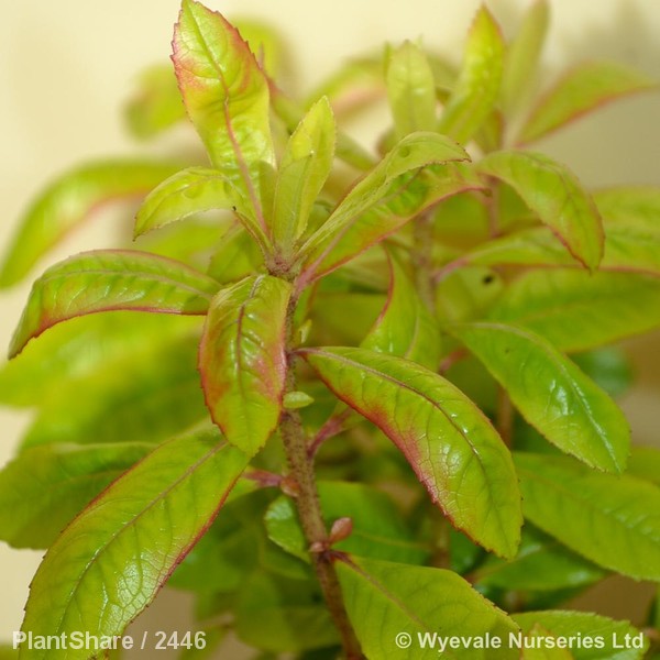 Awaiting product image