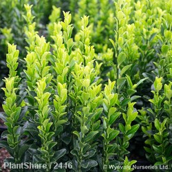 Euonymus jap Jean Hughes