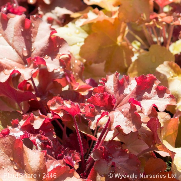 Awaiting product image