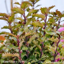Ilex Meserveae Little Rascal Ball