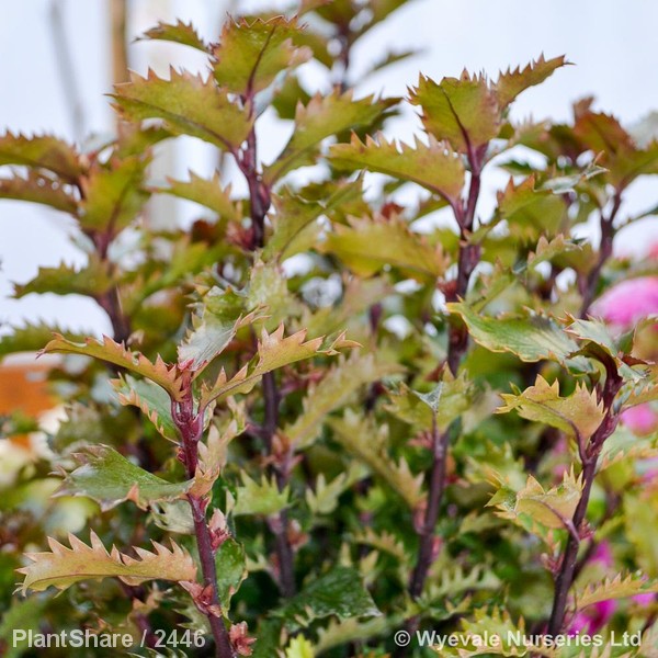 Awaiting product image