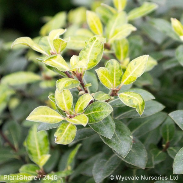 Awaiting product image