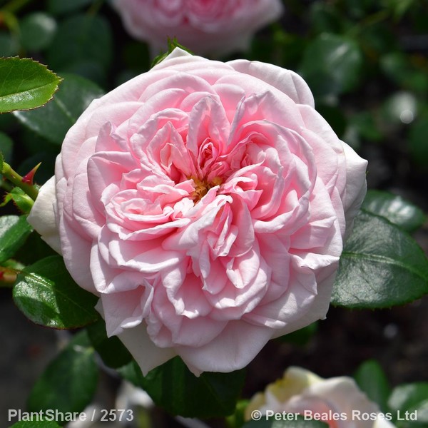 Awaiting product image