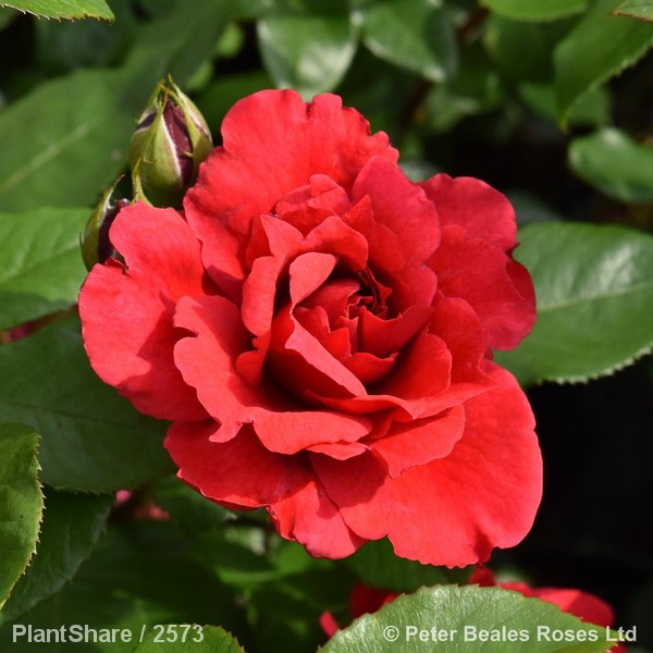 Awaiting product image