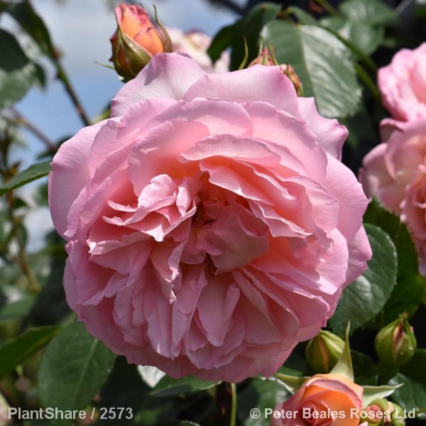 Awaiting product image