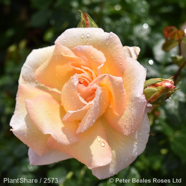 Awaiting product image