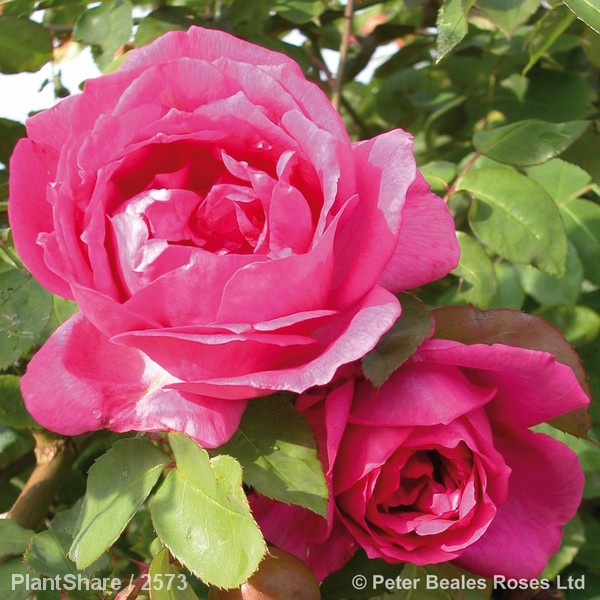 Awaiting product image