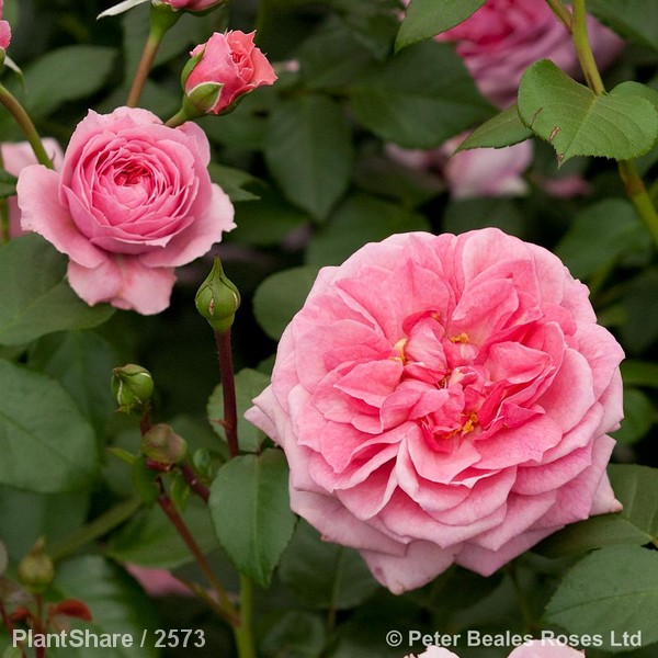 Awaiting product image