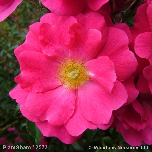 Awaiting product image