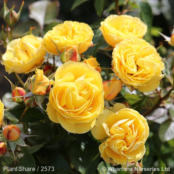 Awaiting product image