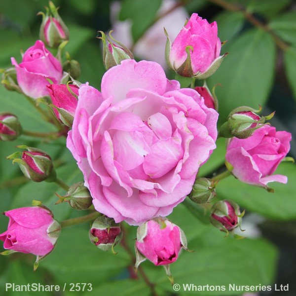 Awaiting product image