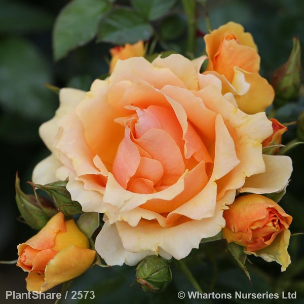 Awaiting product image