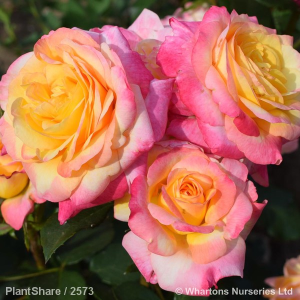 Awaiting product image