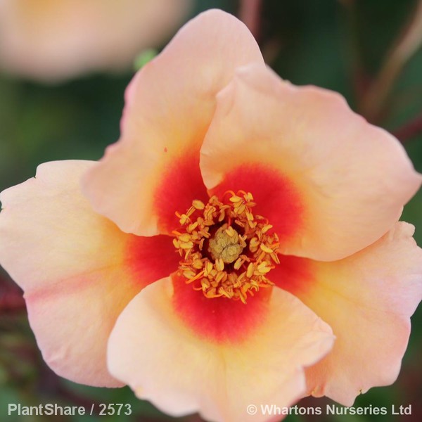 Awaiting product image