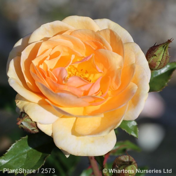 Awaiting product image