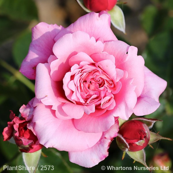 Awaiting product image