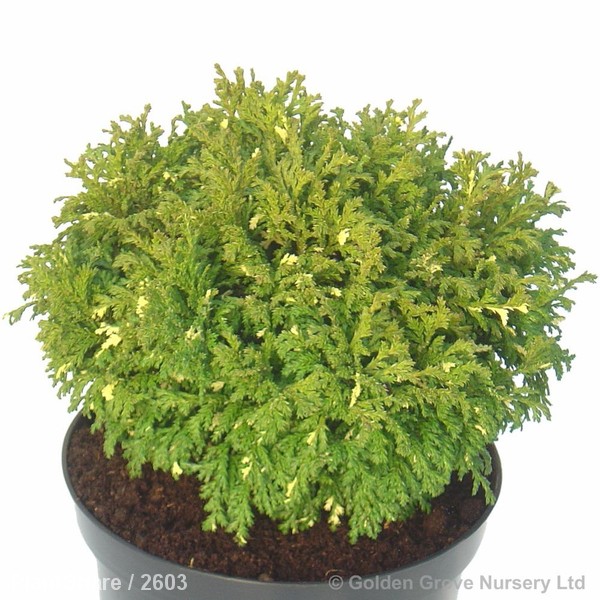 Awaiting product image