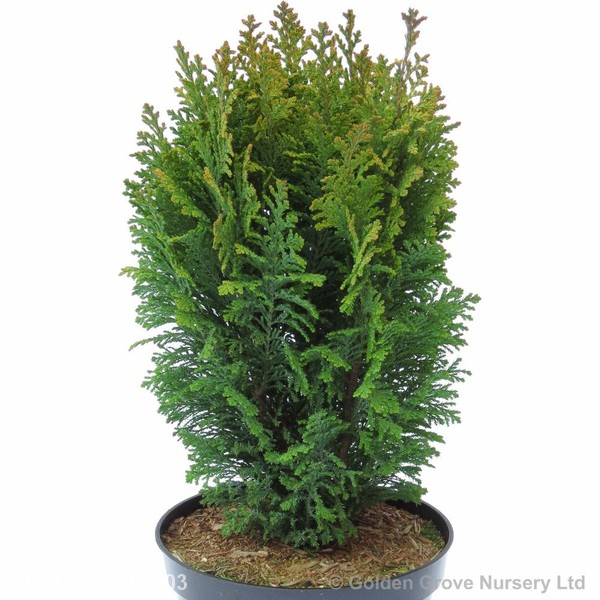 Awaiting product image