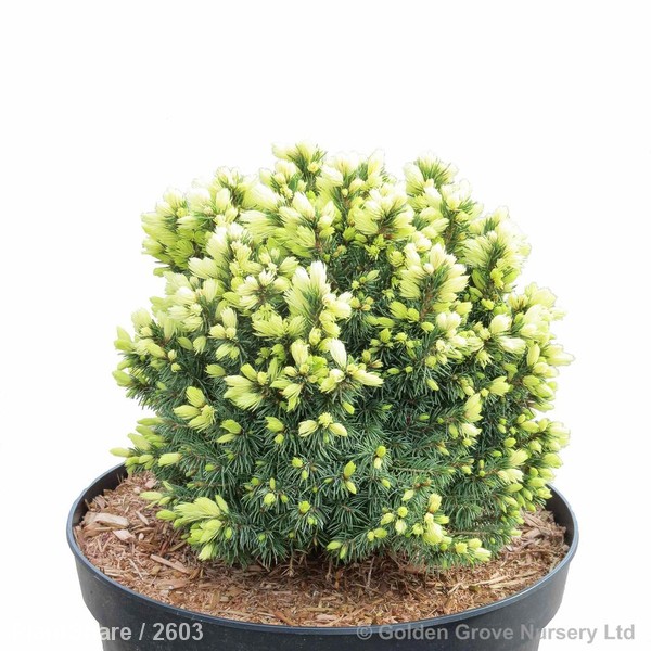 Awaiting product image