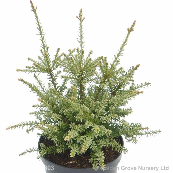 Awaiting product image