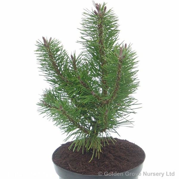 Awaiting product image