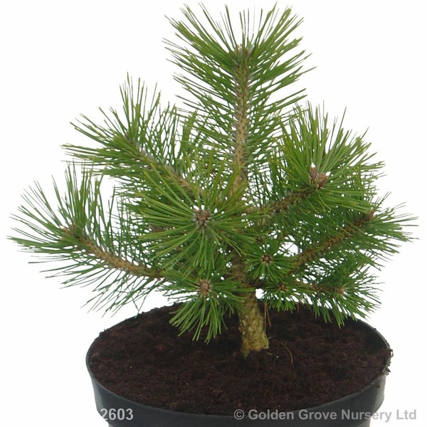 Awaiting product image