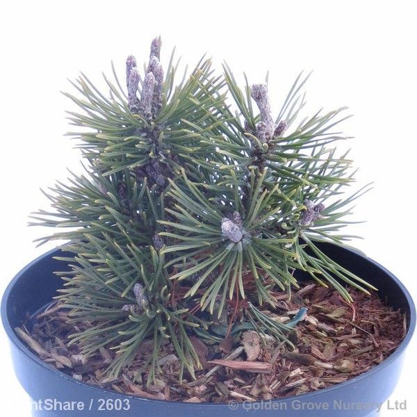 Awaiting product image