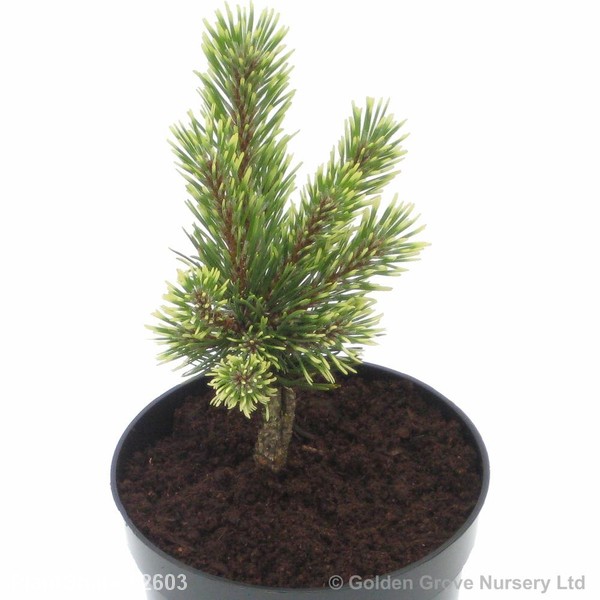 Awaiting product image