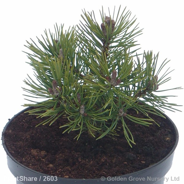 Awaiting product image