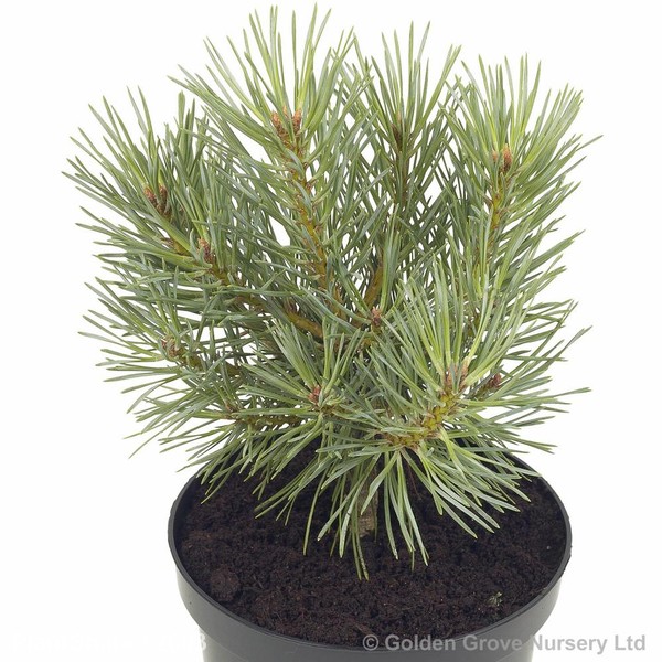 Awaiting product image