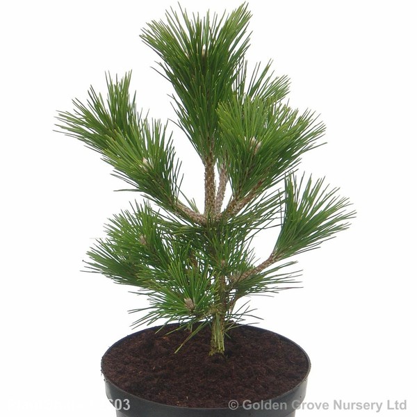 Awaiting product image