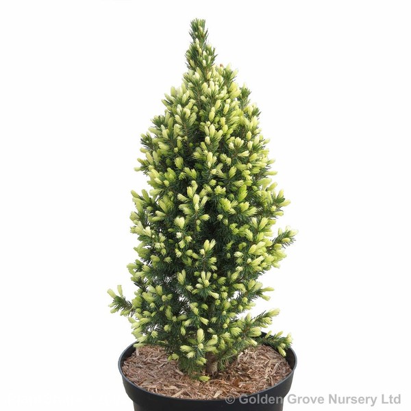 Awaiting product image