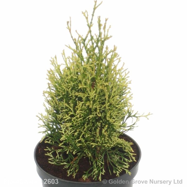 Awaiting product image