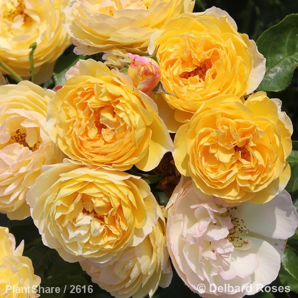 Awaiting product image