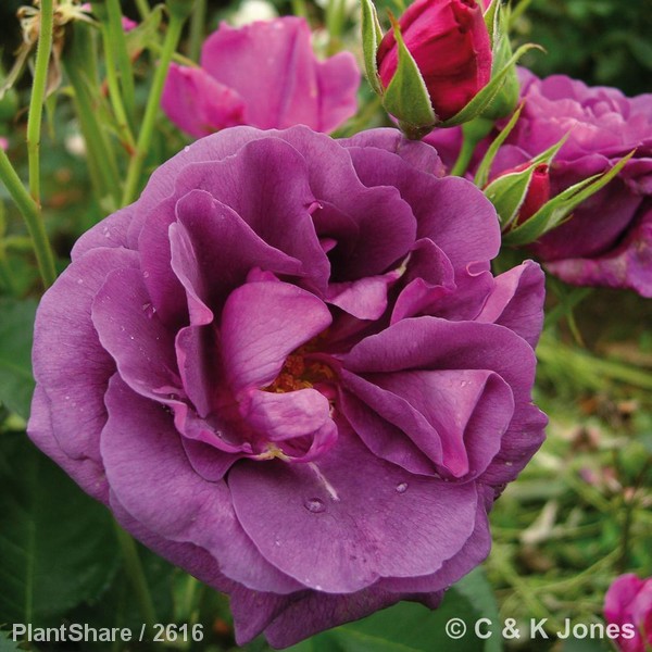 Awaiting product image