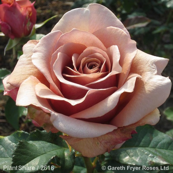 Awaiting product image