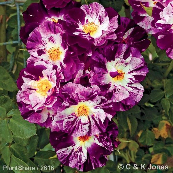 Awaiting product image